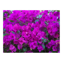 Bougainvillea posters by eblack2000 Bougainvillea posters