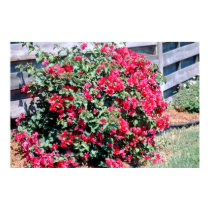 Bougainvillea posters by roimim Bougainvillea posters