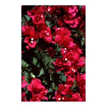 Bougainvillea posters by roimim Bougainvillea posters