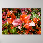 Bougainvillea Poster