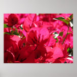 Bougainvillea Posters