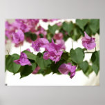 Bougainvillea Print