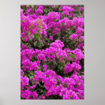 Bougainvillea Print