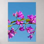 Bougainvillea Print
