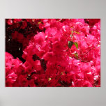 Bougainvillea Print