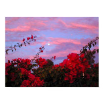 Bougainvilleas and Full Moon at Sunset posters by truestar Bougainvilleas and Full Moon at Sunset posters