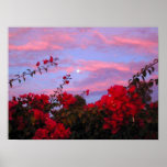 Bougainvilleas and Full Moon at Sunset posters