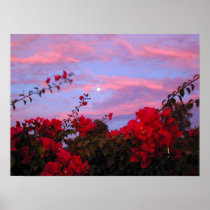 Bougainvilleas and Full Moon at Sunset Print