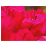 Bougainvilleas Full Color Flyer