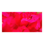 Bougainvilleas Photo Card Template