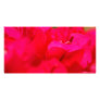 Bougainvilleas Photo Card Template