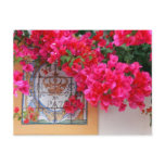 Bougainvilleas Post Card