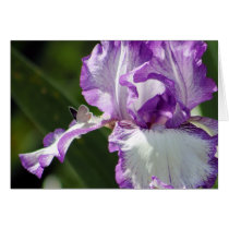 Bountiful Butterfly Iris Photography Greeting Card