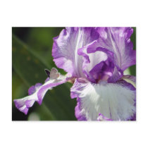 Bountiful Butterfly Iris Photography Postcard