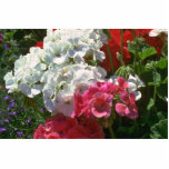 Bouquet Of Nature Photo Cutouts