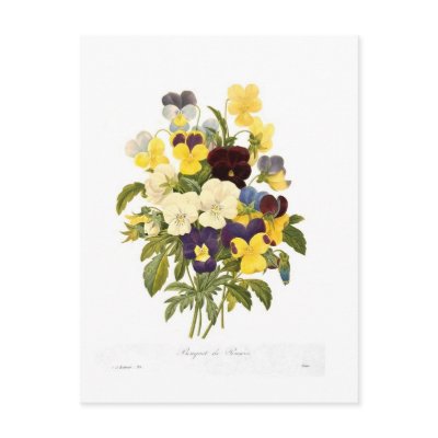 Bouquet of pansies by Pierre-Joseph Redouté Post Cards by Botany_Boy