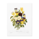 Bouquet of pansies by Pierre-Joseph Redouté Post Cards