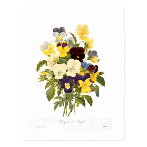 Bouquet of pansies by Pierre-Joseph Redouté Post Cards