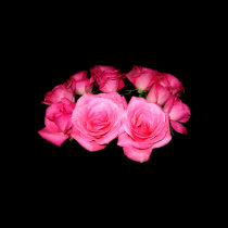 Bouquet of pink roses posters
