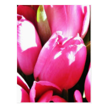 Bouquet Of Pink Tulips Postcard
