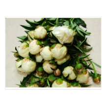 Bouquet of White Buds Postcard