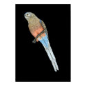 Bourke's Parrot - Neophema bourkii posters by LisasLair Bourke's Parrot - Neophema bourkii posters