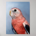 Bourkie Poster
