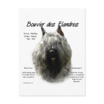 Bouvier des Flandres History Design Postcards