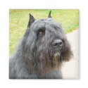 Bouvier des Flandres magnet