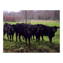 Bovine posters by mcg4031 Bovine posters