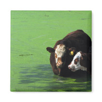 Bovine Spa magnets by realtorchick Bovine Spa magnets