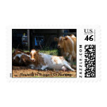 Bovines In Support of Nursing postage