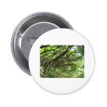 bowing trees over a path buttons