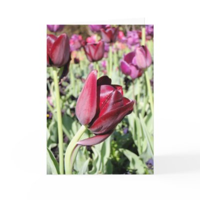 Bowing tulip card by ashroc