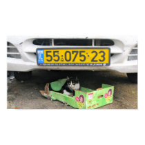 Box Cat 1 posters