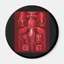 Box Jellyfish Magnet