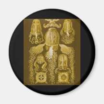 Box Jellyfish Magnets