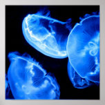 Box Jellyfish Print
