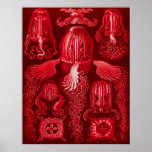 Box Jellyfish Poster