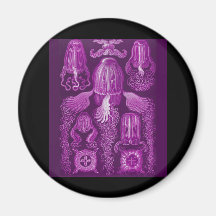 Box Jellyfish Refrigerator Magnet