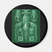 Box Jellyfish Refrigerator Magnets
