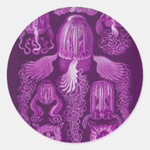 Box jellyfish stickers