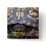Box Turtle Button