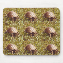 Box Turtle eating worm mousepads by naturegirl7 Box Turtle eating worm mousepads