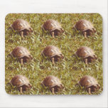 Box Turtle eating worm Mouse Pads