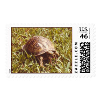 Box Turtle eating worm postage