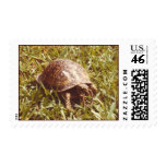 Box Turtle eating worm Postage Stamp
