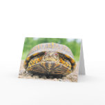 Box Turtle Greeting Card