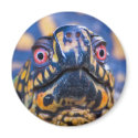 Box Turtle Magnet