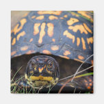 Box Turtle Magnet